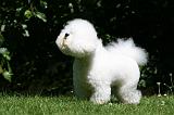 BICHON FRISE 622